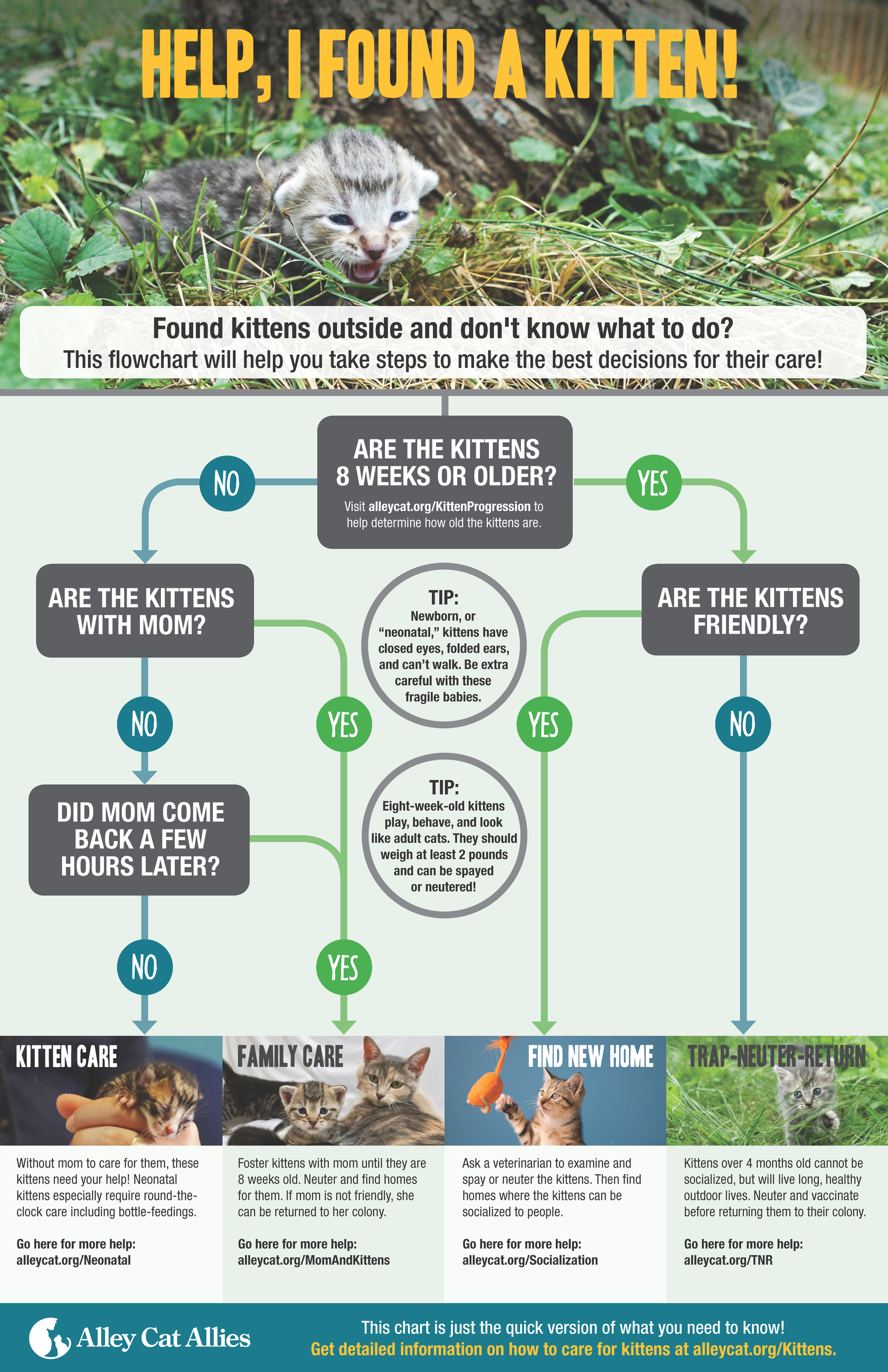 Found Kitten Flow Chart
